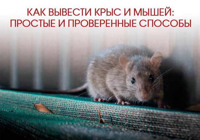 Как вывести крыс и мышей в пос. Вешках: простые и проверенные способы